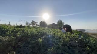 Ağrıda bostanların bereketi kışa taşınıyor