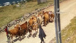 Ağrıda çalınan 22 büyükbaş hayvandan 15i bulundu