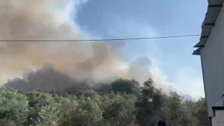 Aksuda ormanlık ve zeytinlik alanda yangın