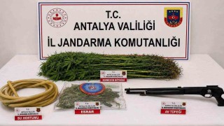 Alanya'da 120 kök kenevir ele geçirildi