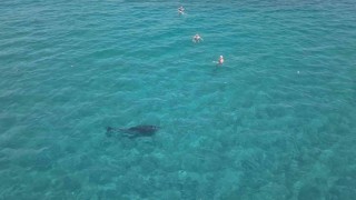 Alanyada kıyıya yaklaşan yunus turistlerle yüzdü