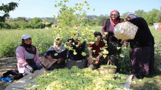 Amasya'nın tescilli çiçek bamyası altın değerinde: Hızırın cebinden düşmüş, topla topla bitmiyor