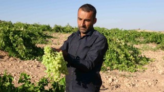 Anadolunun Unutulan Lezzeti tahannebi üzümü Malatyada yeniden ekonomiye kazandırılıyor