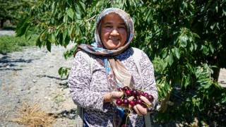 Ankarada geçen yıl don vuran kiraz bahçelerinde bu yıl 80 tonluk rekolte bekleniyor