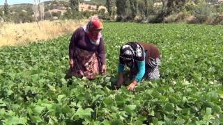 Aracı yok, doğallık var: Çiftçi hem üretiyor hem satıyor