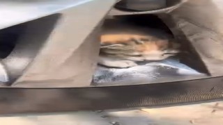 Aracın teker kısmına sıkışan kediler kurtarıldı