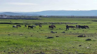 Ardahanda Kuduz alarmı: Bölge karantinaya alındı