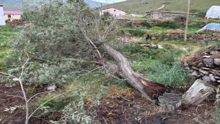 Ardahanda şiddetli fırtına ağaçları kökünden söktü