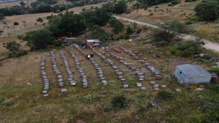 Arıcılıkta yapay zeka dönemi