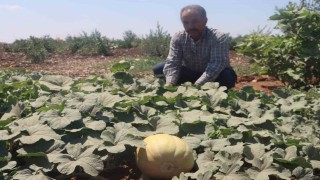 Asırlık tatlar sofralara gelmeye başladı