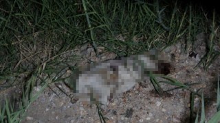 ATV aracın çarptığı yavru köpeğin taşla öldürüldüğü iddiası ortalığı karıştırdı