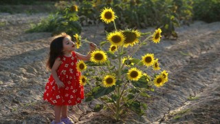 Ayçiçeği tarlaları fotoğrafçıların yeni gözdesi oldu