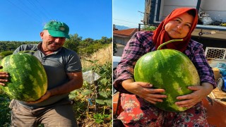 Aydında 550 rakımda karpuz ve balkabağı yetiştiriyorlar