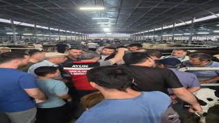 Aydında hayvan pazarlarında sıkı denetim