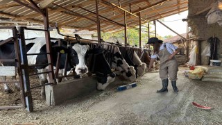 Babasının geçirdiği iş kazasıyla çiftliğin yükü omuzlarına bindi, o ise üretmekten vazgeçmedi