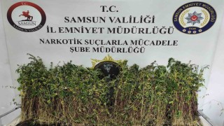 Bafrada bin 655 kök kenevir ele geçirildi