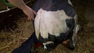 Bahçesine giren dananın kuyruğunu baltayla kesti