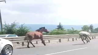 Başıboş atlar trafikte araçlarla yarıştı