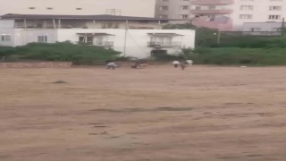 Batmanda huysuzlanan inek sahibini yaraladı