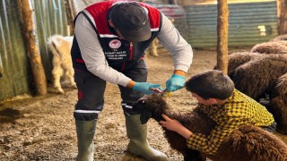 Bayburtta küçükbaş hayvanların takibi için çalışmalar sürüyor