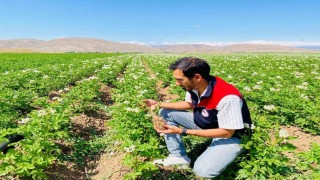 Bayburtta patates üretim alanları hastalık ve zararlılara karşı denetlendi