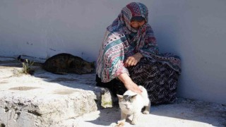Bayburtta senelerdir sahipsiz hayvanları besleyen kadın, 10 yıldır baktığı sokak kedisini kaybetti: İki gün ağladım