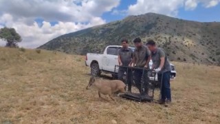 Bayburtta tedavisi tamamlanan yaban keçisi yeniden doğaya bırakıldı