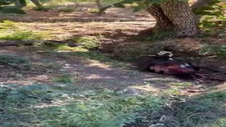 Baykanda kurt saldırısında eşek telef oldu