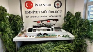 Beykozda uyuşturucu operasyonu: 117 kök hint keneviri ve çok sayıda silah ele geçirildi