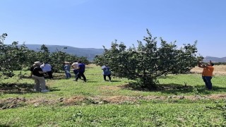 Bilecik'te bitki hastalıkları ve zararlılara karşı saha kontrolü