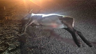 Bilecikte otomobilin çarptığı geyik telef oldu