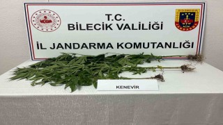 Bilecikte yasadışı kenevir ekimi ortaya çıkarıldı
