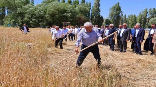 Binali Yıldırım Harman Şenliğinde tırpan salladı
