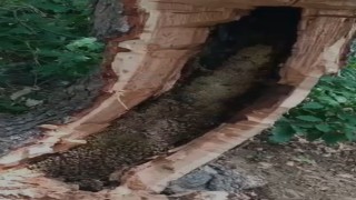 Bingölde ağaç kovuğundan kilo kilo bal çıktı
