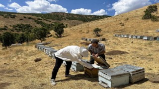 Bingölde arıcılara destekleme ve hastalık denetimi
