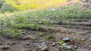 Bingölde çeşitli suçlardan 76 şüpheli yakalandı