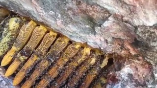 Bingöl'de kayalıklar arasında kilolarca bal çıkartıldı