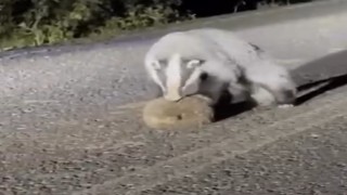 Bingölde porsuğun kirpi avı kamerada
