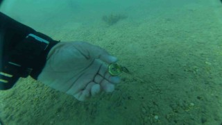 Bodrum'da deniz dibinden çıkanlar şaşırttı: Torba sahilinden 75 kilo atık çıkarıldı