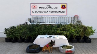 Bodrumda evden 56 kök kenevir ve 10 kilo skunk ele geçirildi
