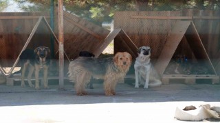 Boluda 8 ayda 621 kedi ve köpek sahiplendirildi