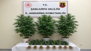 Bozovada 13 kenevir bitkisi ele geçirildi