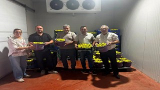 Buharkentte incir bahçeleri ve alım noktalarında Fusarium denetimi