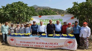 Buharkentte taze incir hasadı başladı
