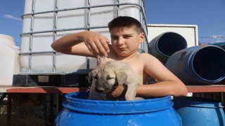 Bunaltıcı sıcakta yavru Kangal ile su dolu varilde serinledi