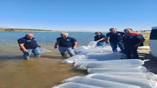 Burdur'da göl ve göletler yavru sazanlarla buluştu