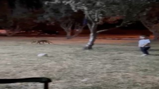 Çanakkalede minik çocuğun topunu tilki böyle çaldı