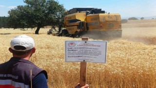 Çavdarhisarda yerli ve milli arpa ile buğday çeşitlerinin hasadı yapıldı