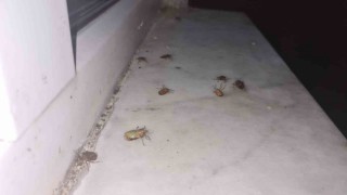 Çaycumada kahverengi kokarca alarmı