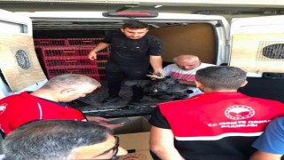 Çelikhanda 20 aileye 440 kümes hayvanı dağıtıldı